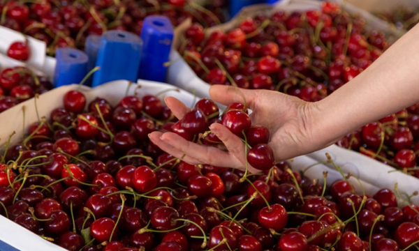 Не покупайте черешню, пока не узнаете это: какая ягода лучше – черная, белая или розовая