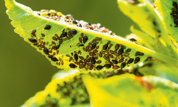 От этого средства тля бежит как ошпаренная: дешевый рецепт из СССР